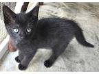 Orion, Domestic Shorthair For Adoption In Albemarle, North Carolina