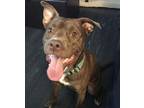 Loki, American Staffordshire Terrier For Adoption In Raleigh, North Carolina
