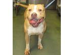 Rome, American Staffordshire Terrier For Adoption In Raleigh, North Carolina