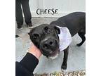Cheese, Labrador Retriever For Adoption In Beloit, Kansas