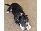 Apollo, American Staffordshire Terrier For Adoption In San Juan Capistrano