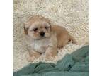 Shih Tzu Puppy for sale in Porterville, CA, USA