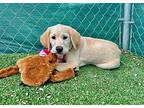 Finn, Labrador Retriever For Adoption In Gallatin, Tennessee