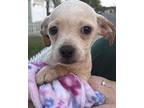 Lilo, Dachshund For Adoption In Yuba City, California