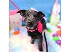 Amora, Terrier (unknown Type, Small) For Adoption In New York, New York