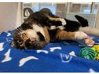 Gemma, Domestic Shorthair For Adoption In Lincoln, Nebraska