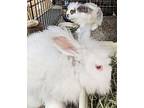 Dana, Angora, English For Adoption In Williston, Florida