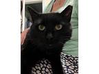 Taki, Domestic Shorthair For Adoption In New York, New York