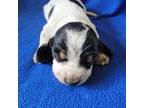 Basset Hound Puppy for sale in Saltillo, TX, USA