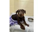 Junior - Medical Hold, Doberman Pinscher For Adoption In Seattle, Washington