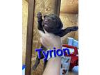 Tyrion, Labrador Retriever For Adoption In Warner Robins, Georgia
