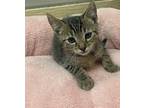 Simon, Domestic Shorthair For Adoption In Parlier, California