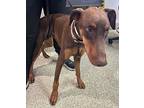 Prudence*, Doberman Pinscher For Adoption In Pomona, California