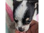 Chihuahua Puppy for sale in Sparta, KY, USA