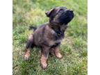 German Shepherd Dog Puppy for sale in Tenino, WA, USA
