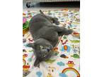 Geena, Domestic Shorthair For Adoption In Oakland, New Jersey