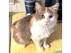 Fancy, Calico For Adoption In Rutherfordton, North Carolina