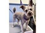 Teddy, Cairn Terrier For Adoption In Olmsted Township, Ohio