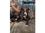 Chanel, American Pit Bull Terrier For Adoption In Olmsted Township, Ohio