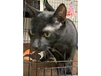 Urijah24, Domestic Shorthair For Adoption In Milwaukee, Wisconsin