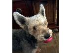 Action Jackson Tx, Welsh Terrier For Adoption In Boonton, New Jersey