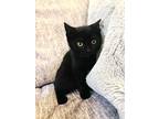 Meadow, Domestic Shorthair For Adoption In Patchogue, New York