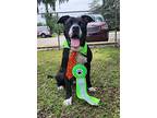 Robbie *trained*, Labrador Retriever For Adoption In Umatilla, Florida