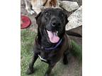 Sweet Sandy, Labrador Retriever For Adoption In White Plains, New York