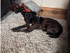 Tucker, Labrador Retriever For Adoption In Amherst, New York