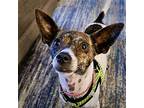 Dot (va), Rat Terrier For Adoption In Virginia Beach, Virginia