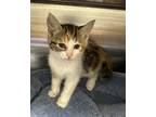 Dollie, Domestic Shorthair For Adoption In Paris, Kentucky