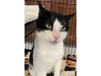 Bruce Wayne, Domestic Shorthair For Adoption In Southbury, Connecticut