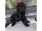 Schnauzer (Giant) Puppy for sale in Hialeah, FL, USA