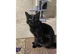 Hank (24-041 C), Domestic Shorthair For Adoption In Saint Johns, Michigan