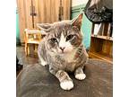 Jerry, Domestic Shorthair For Adoption In Brooklyn, New York