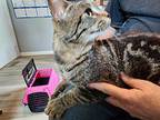 Friendly, Domestic Shorthair For Adoption In Colville, Washington