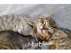 Marble, Domestic Shorthair For Adoption In Peoria, Illinois