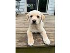 Chester, Labrador Retriever For Adoption In Bloomington, New York