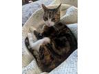 Sunshine, Domestic Shorthair For Adoption In Whitestone, New York