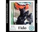 Fido 022424, Labrador Retriever For Adoption In Kimberton, Pennsylvania