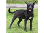 Spike 39316, Patterdale Terrier (fell Terrier) For Adoption In Prattville