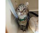 Will Feral, Domestic Shorthair For Adoption In Accident, Maryland