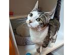 Pepper, Domestic Shorthair For Adoption In Accident, Maryland