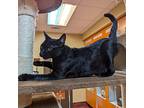 Magdalena, Domestic Shorthair For Adoption In Accident, Maryland