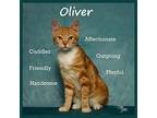 Oliver, Domestic Shorthair For Adoption In Miami, Oklahoma