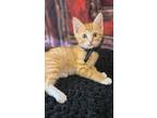 Chicken Wing, Domestic Shorthair For Adoption In Miami, Oklahoma