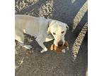 Tucker3, Labrador Retriever For Adoption In Bennett, Colorado