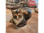 Nala, Calico For Adoption In Hamilton, New Jersey