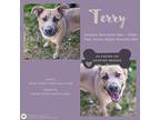 Terry, Retriever (unknown Type) For Adoption In Gilbertsville, Pennsylvania