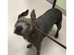 Tina, American Pit Bull Terrier For Adoption In San Diego, California